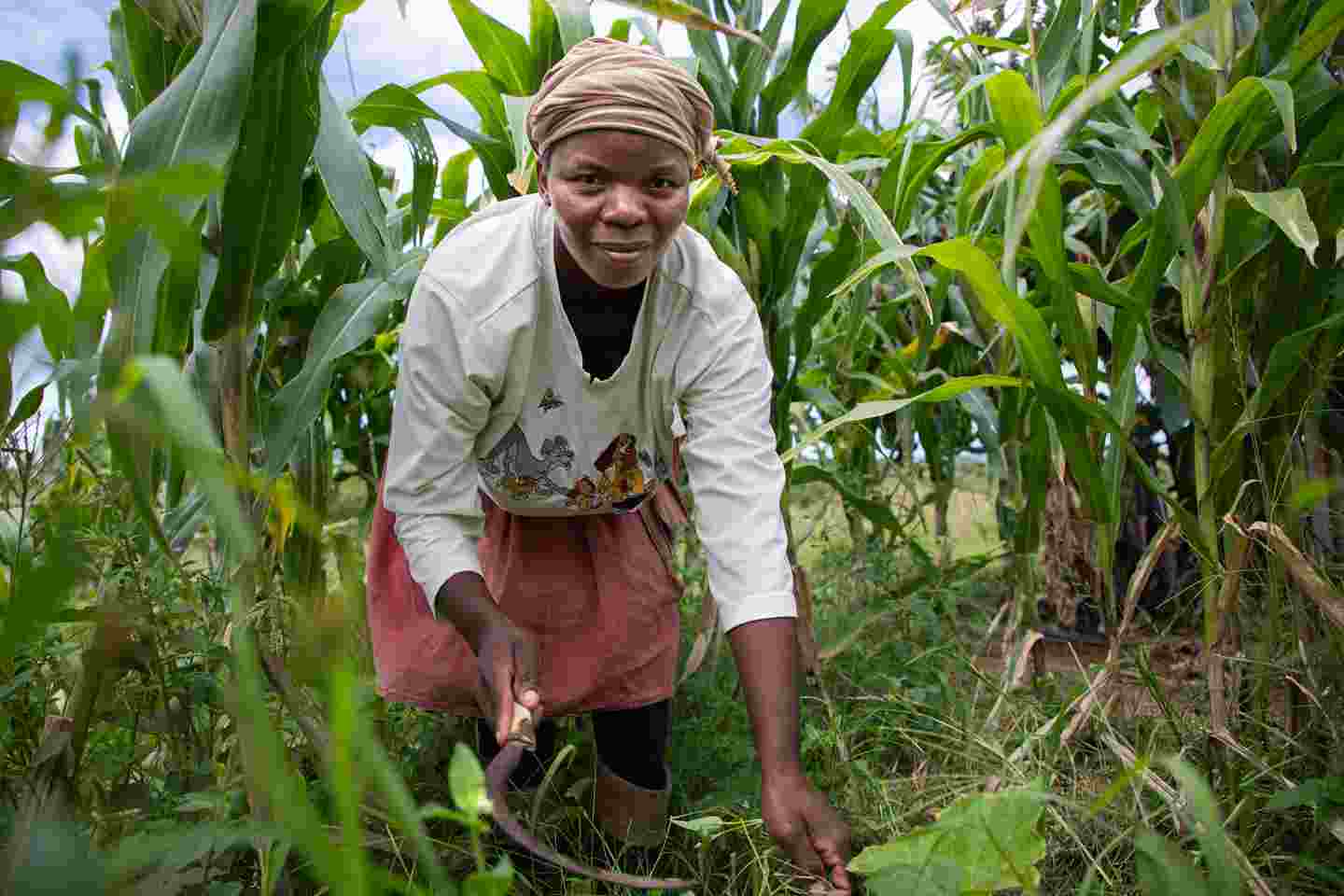 A women harvesting maize.