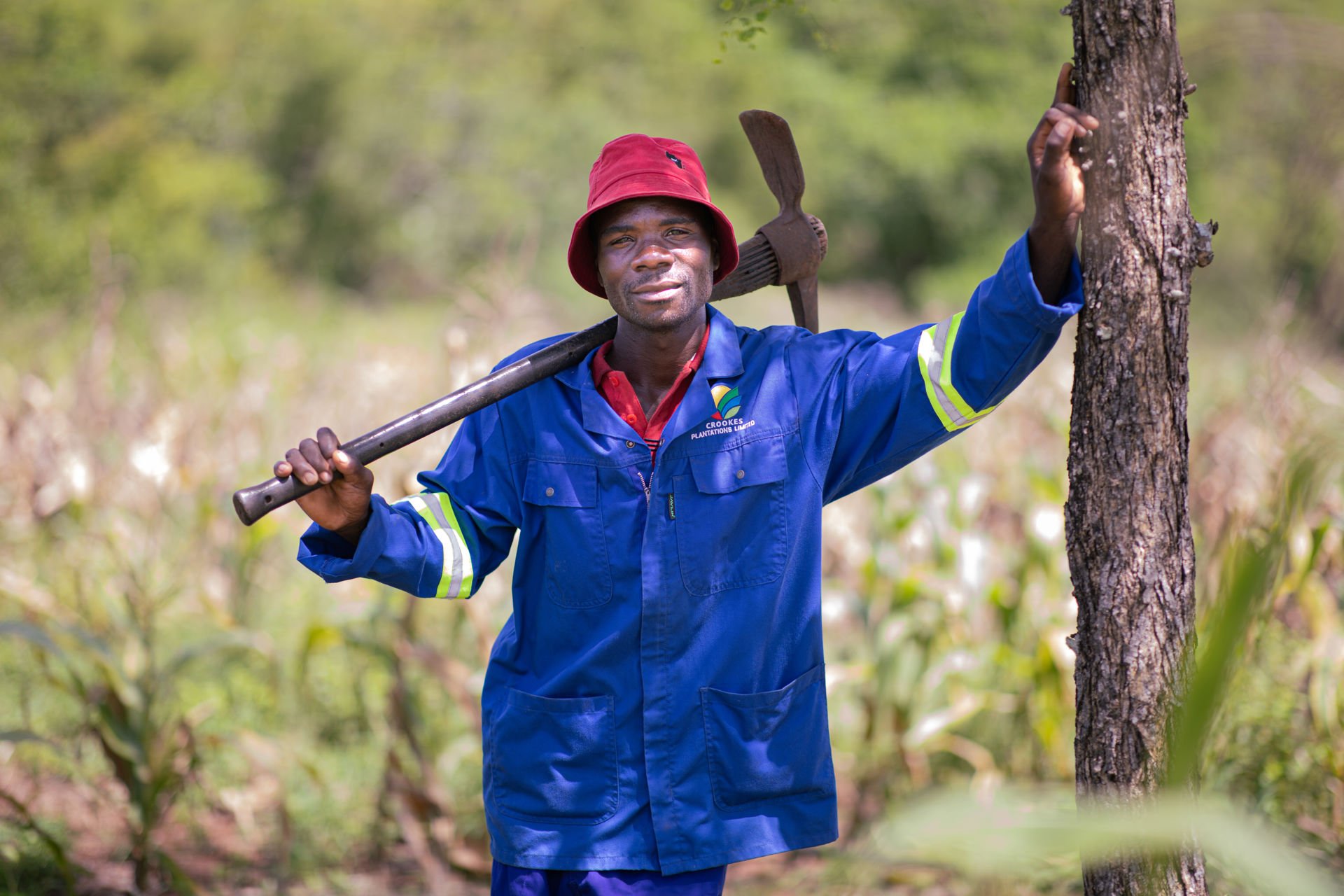 A man standing in front of a maize field.