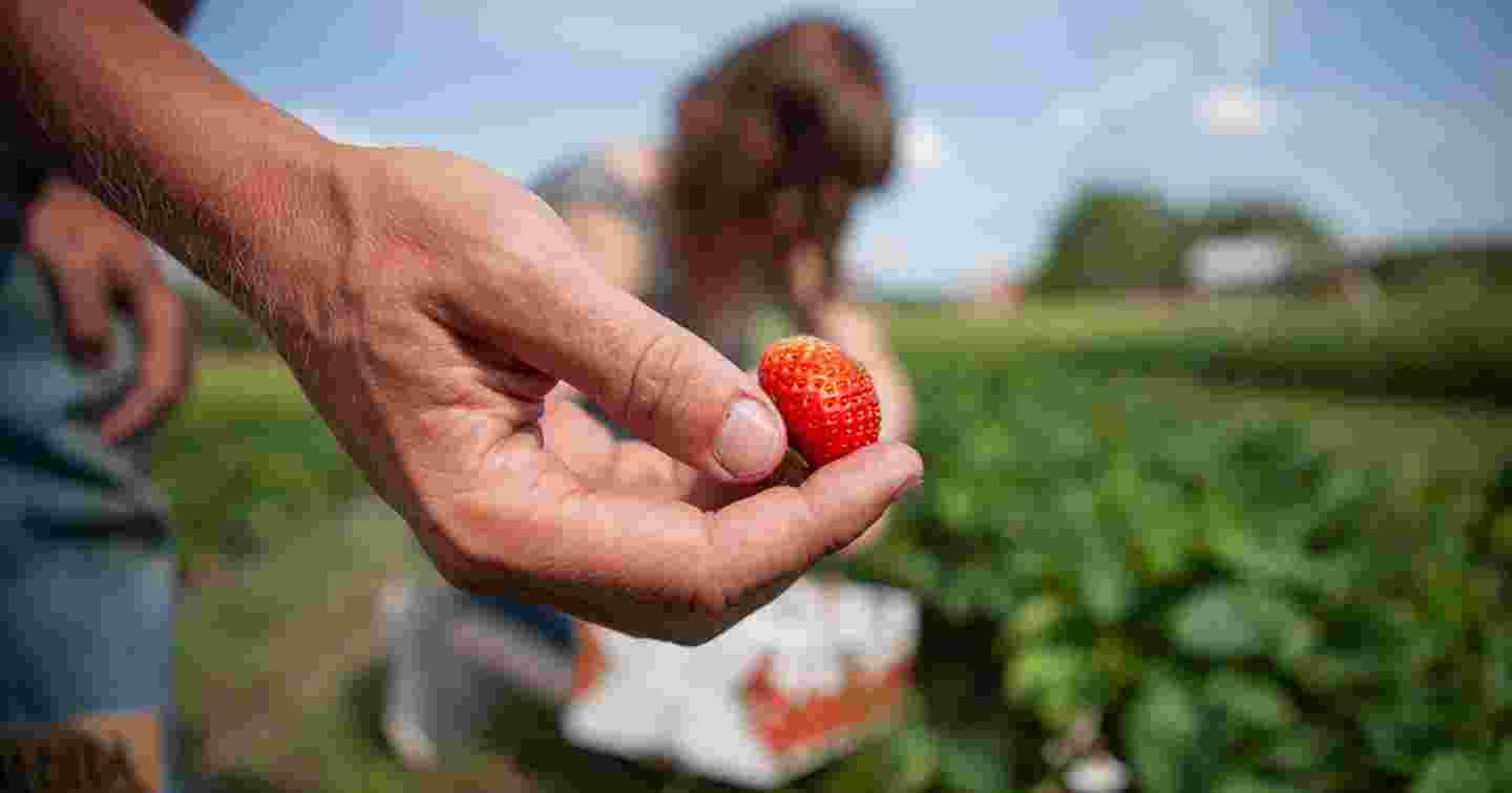 A person holding a strawberry in their hand.