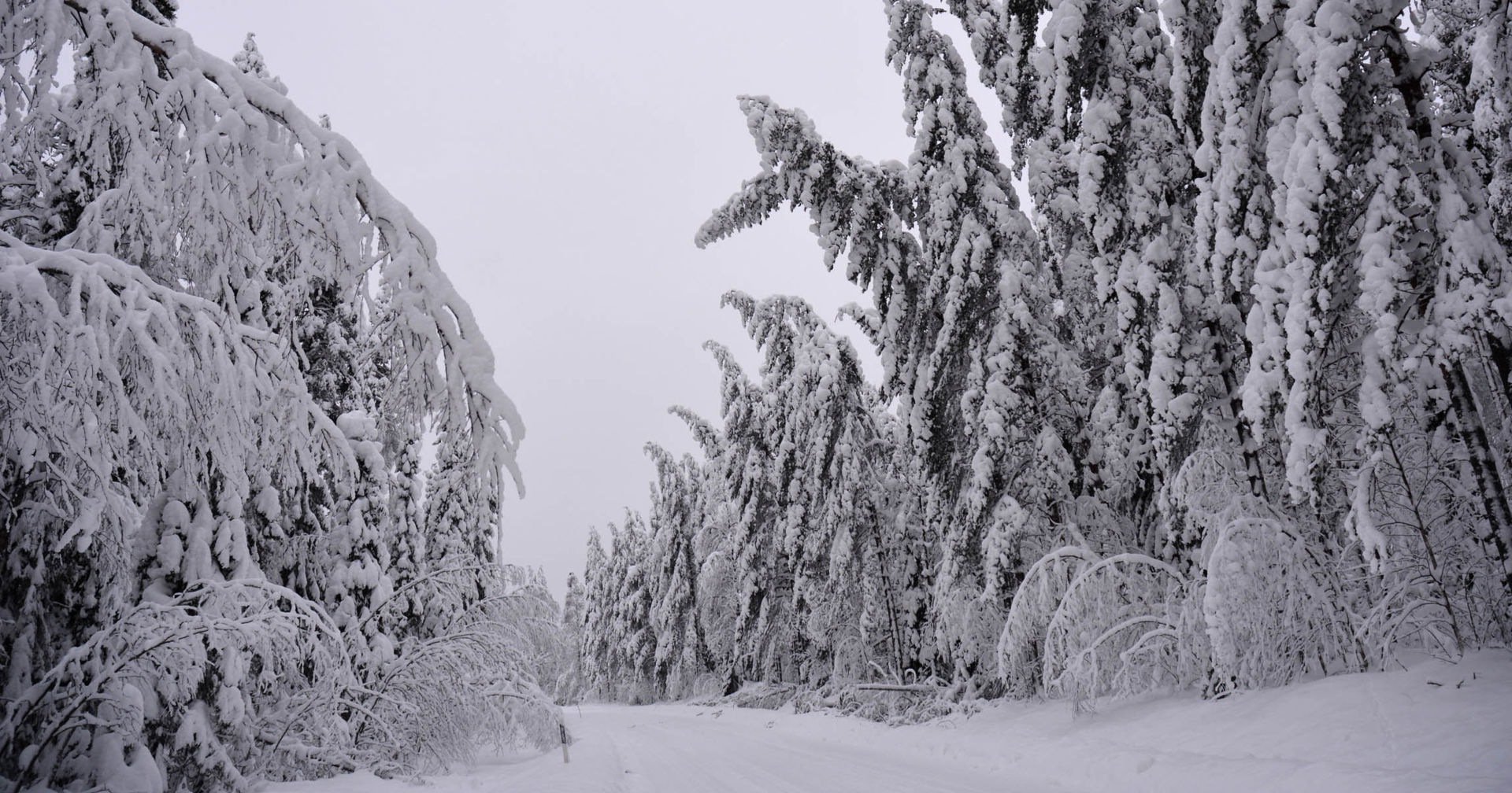 Wet and heavy snow bends trees on power lines in the wintry forest.