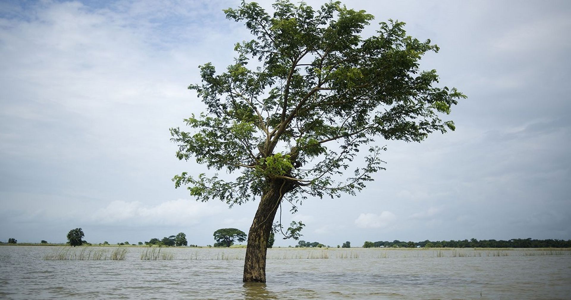 A tree standing in a flooded area.